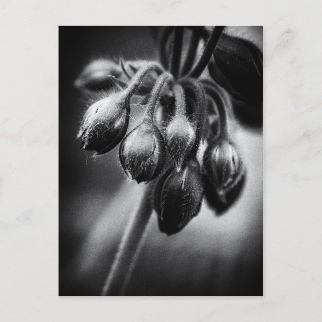 Spring Flower Buds Postcard (Front)