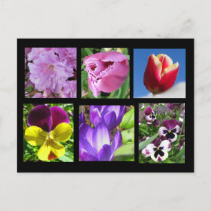 Spring Flower Collection Postcard