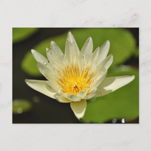 Spring flower  - postcards (Front)
