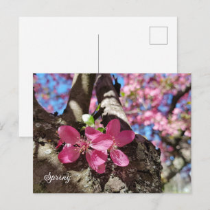 Spring flowering apple tree. Pink flowers Holiday Postcard