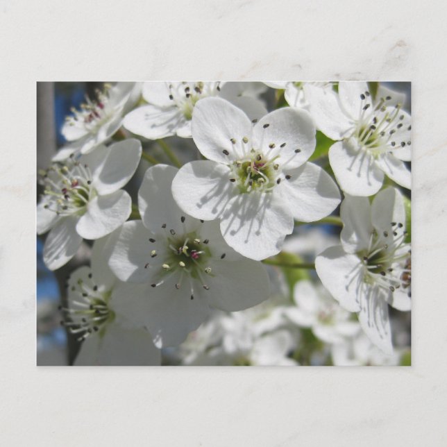 Spring Flowering Tree Flowers Post Card (Front)