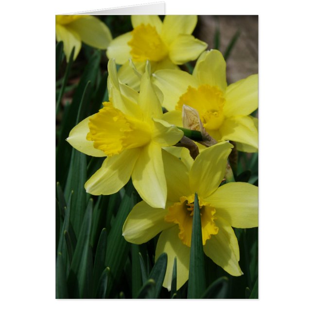 Spring Flowers (Front)