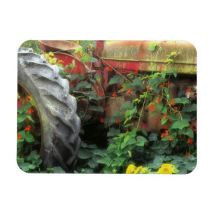 Spring flowers adorn an old tractor. magnet