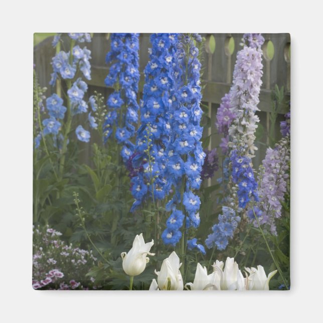 Spring flowers along a garden path, Georgia 2 Magnet (Front)