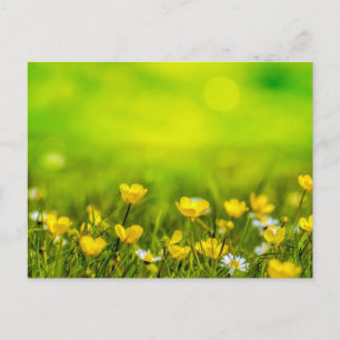 Spring Flowers Background Postcard