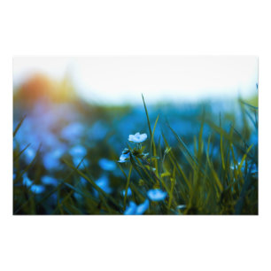 Spring flowers in field photo print