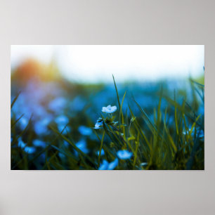 Spring flowers in field poster