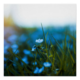 Spring flowers in field poster