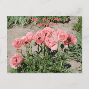 SPRING FLOWERS IN MICHIGAN POST CARD