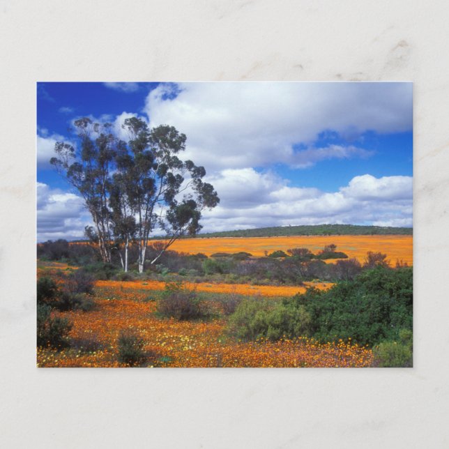 Spring flowers in Namaqualand, South Africa Postcard (Front)