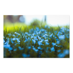 Spring flowers on field photo print