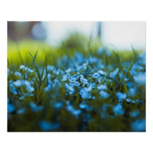 Spring flowers on field poster