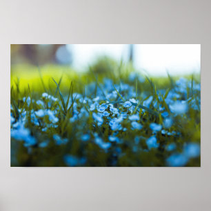 Spring flowers on field poster
