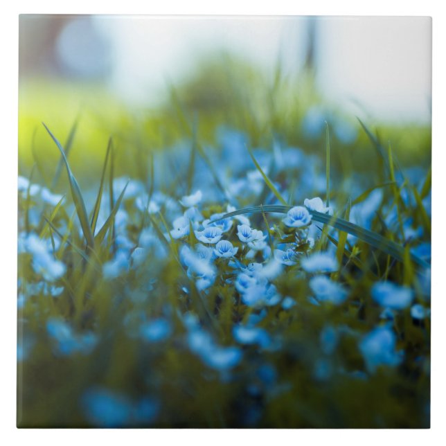Spring flowers on field tile (Front)