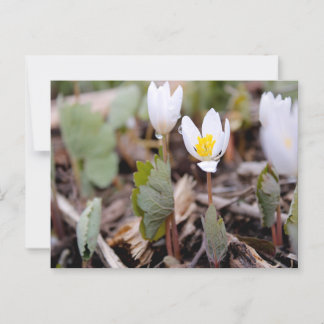 Spring Flowers Postcard