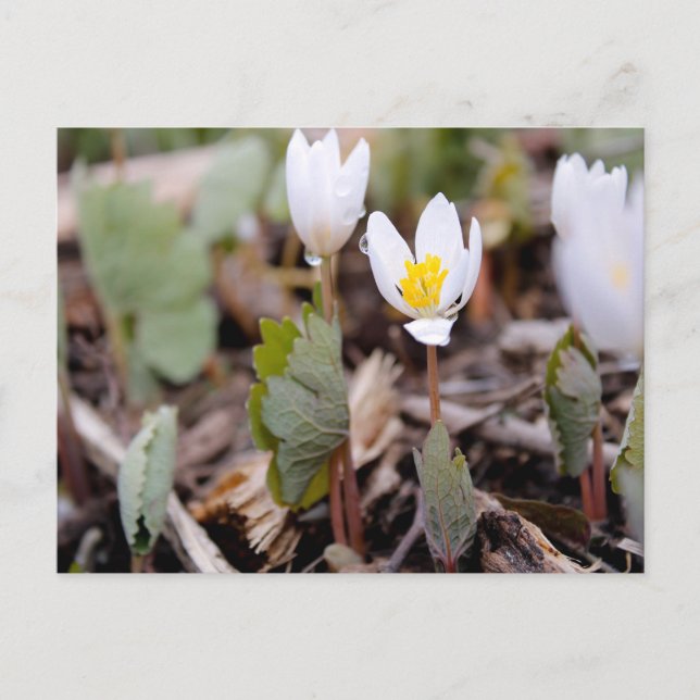 Spring Flowers Postcard (Front)