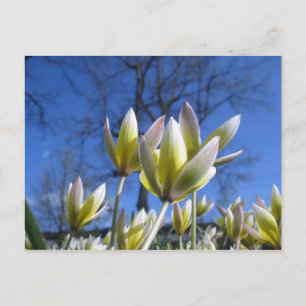 Spring flowers postcard
