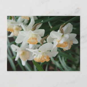 Spring Flowers Postcard