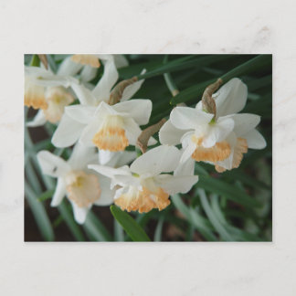 Spring Flowers Postcard