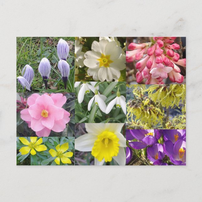 Spring Flowers Postcard (Front)