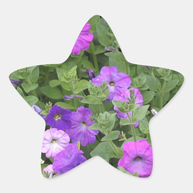 Spring Flowers Purple Garden Petunia Floral Photo Star Sticker (Front)
