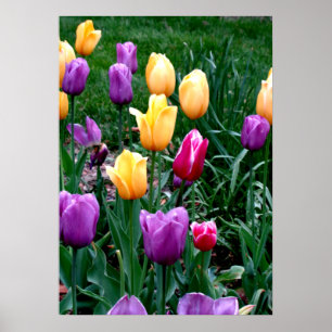 Spring Flowers Tulips Pink Yellow Purple Garden Poster