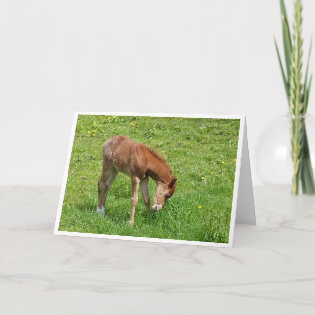 Spring foal horse card (Front)