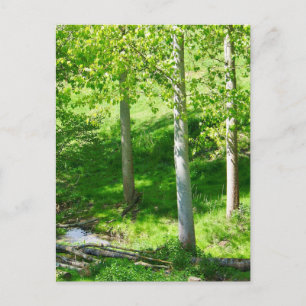 Spring Foliage Postcard