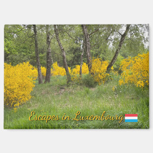 Spring forest in Luxembourg travel Magnet