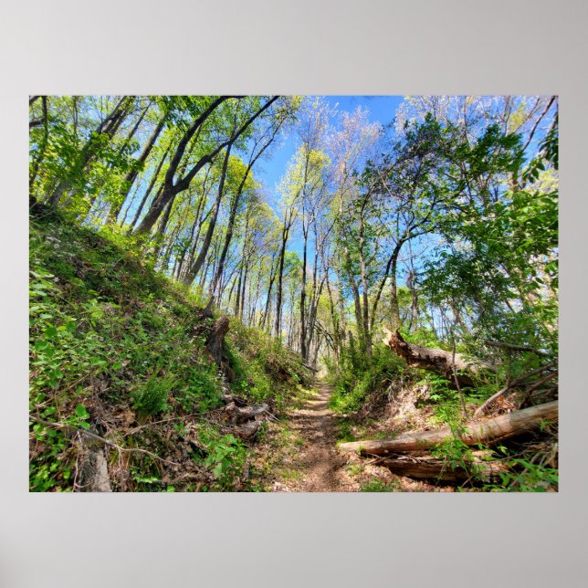 Spring Forest Photograph Poster (Front)