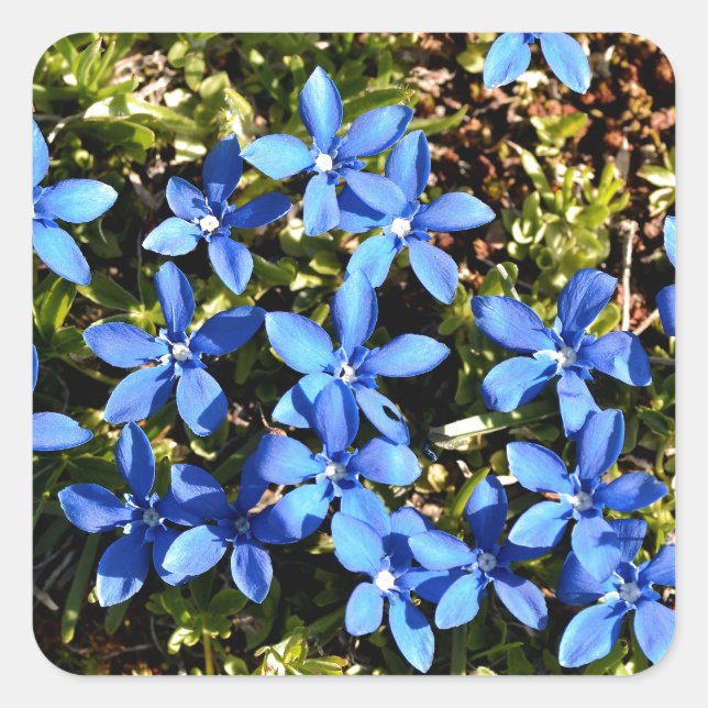 Spring Gentian in the French Alps Square Sticker (Front)