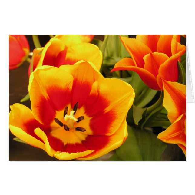 Spring Glory Tulip Card (Front Horizontal)