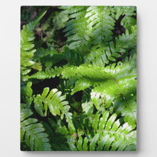 Spring Green Ferns boho botanical Plaque