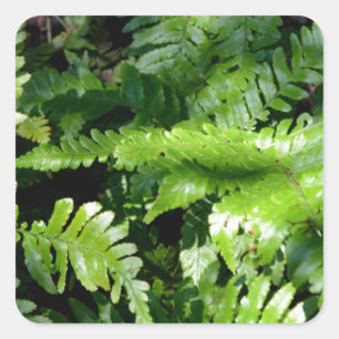 Spring Green Ferns tropical botanical greenery Square Sticker