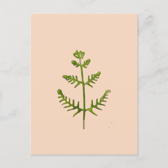 spring green  holiday postcard (Front)