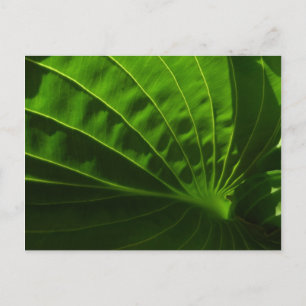 Spring Green Hosta Leaf Postcard