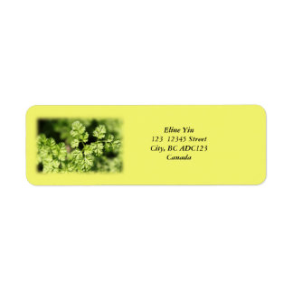 Spring green leaves, green labels