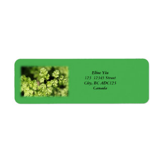 Spring green leaves, green labels