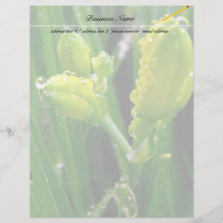 spring green lily buds