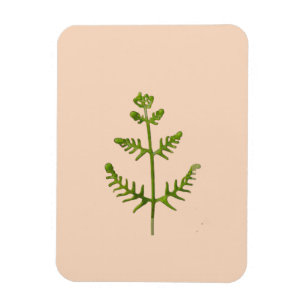 spring green  magnet