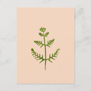 spring green postcard