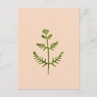spring green postcard