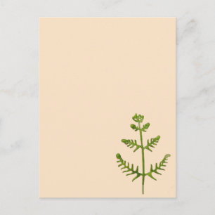 spring green  postcard