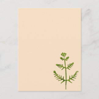 spring green postcard