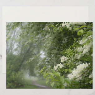 Spring green trees on a rainy day Scrapbook Paper