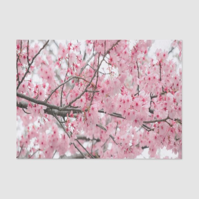 Spring Hanami Festival tissue paper (Front)