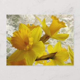 Spring Holiday Daffodil Postcard
