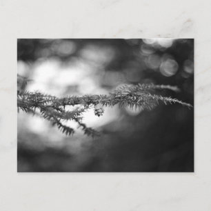 Spring Hope Pinecone Postcard