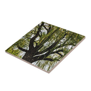 spring hopes muted tile