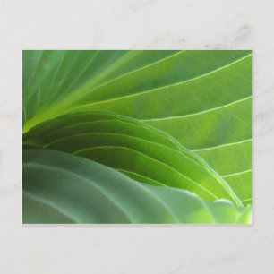 Spring Hosta postcard